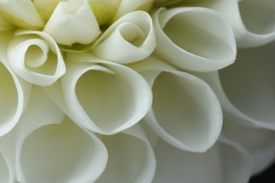 Photo of One beautiful white flower as background, macro