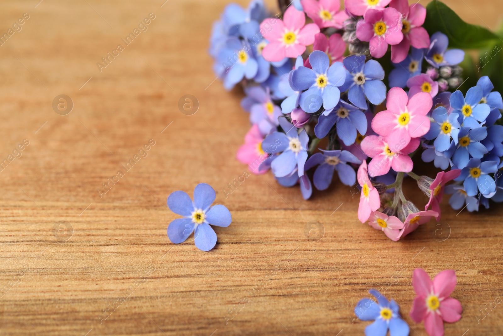 Photo of Beautiful fresh Forget-me-not flowers on wooden table, closeup. Space for text