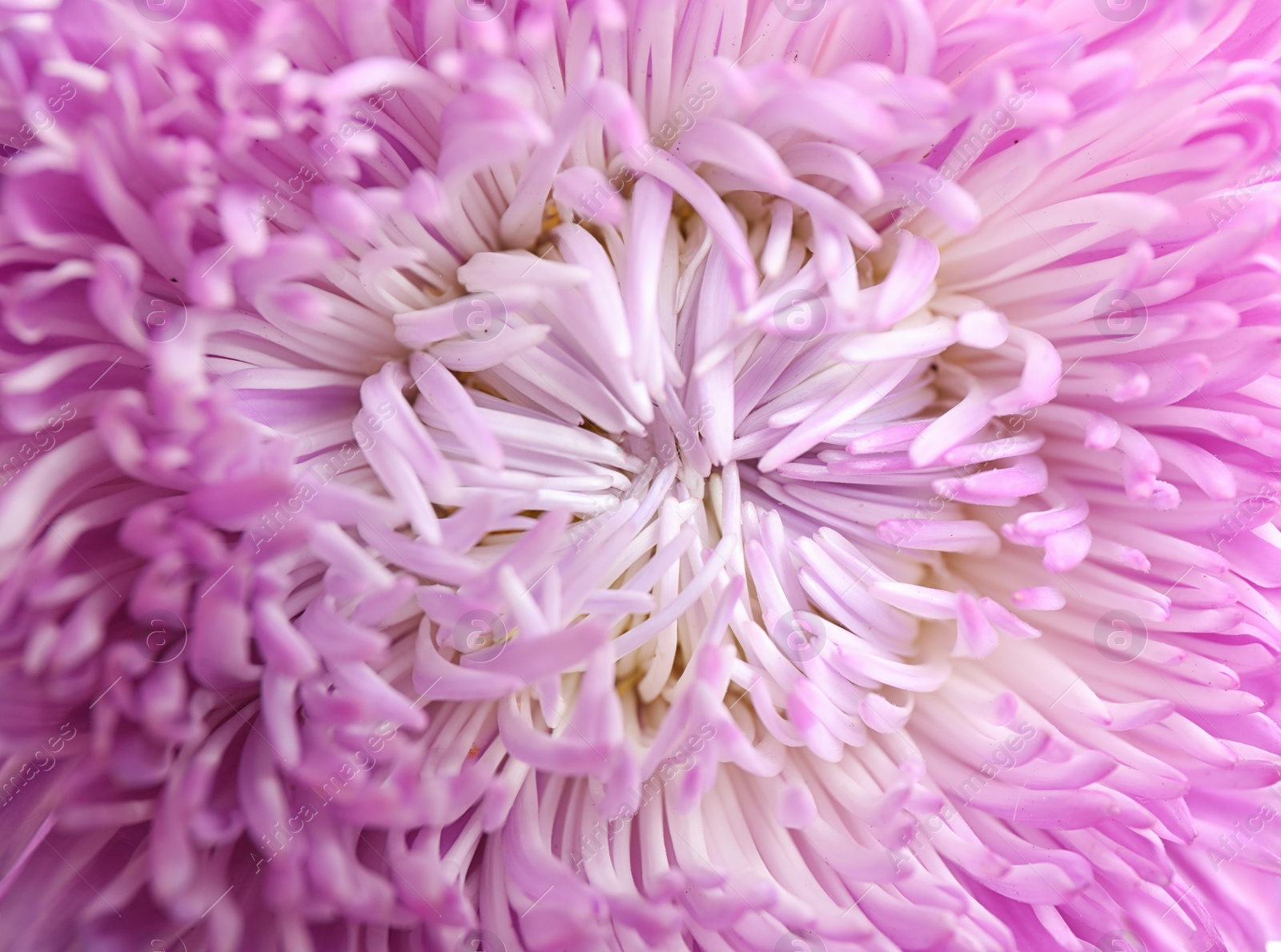 Photo of Beautiful violet aster flower on white background, closeup