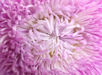 Photo of Beautiful violet aster flower on white background, closeup