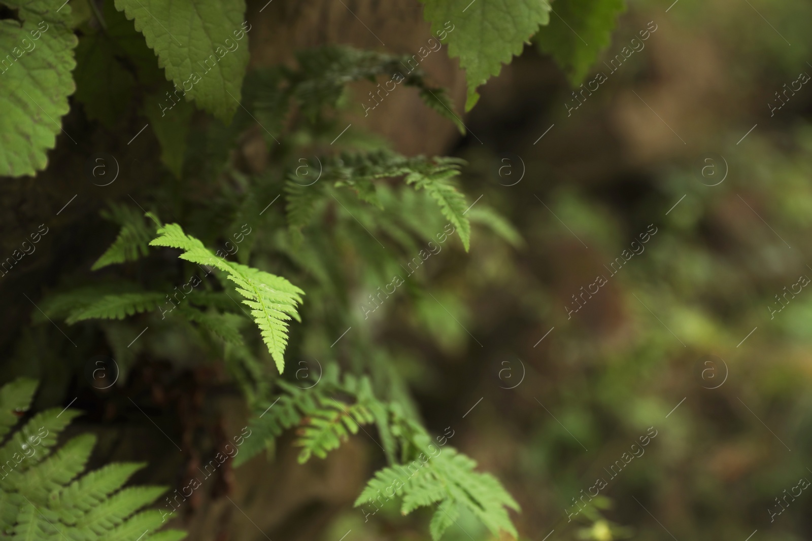 Photo of Tropical green fern leaves in wilderness, closeup. Space for text