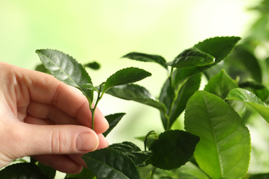 Photo of Farmer picking green tea leaves against light background, closeup