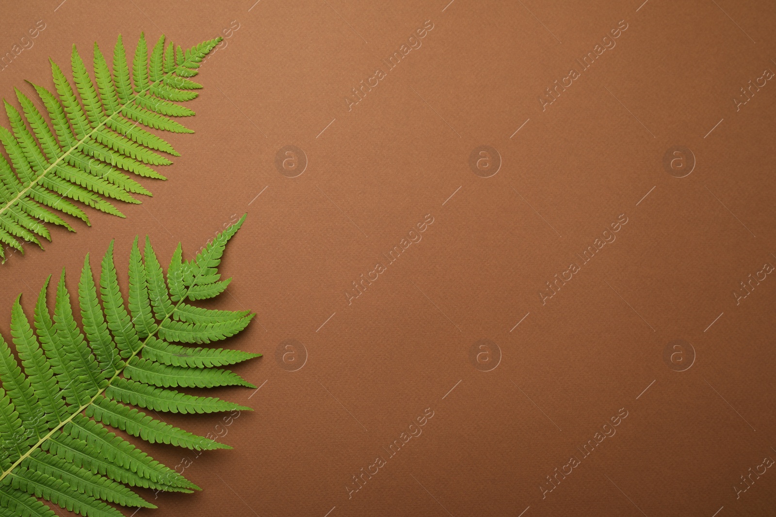 Photo of Beautiful tropical fern leaves on brown background, flat lay. Space for text