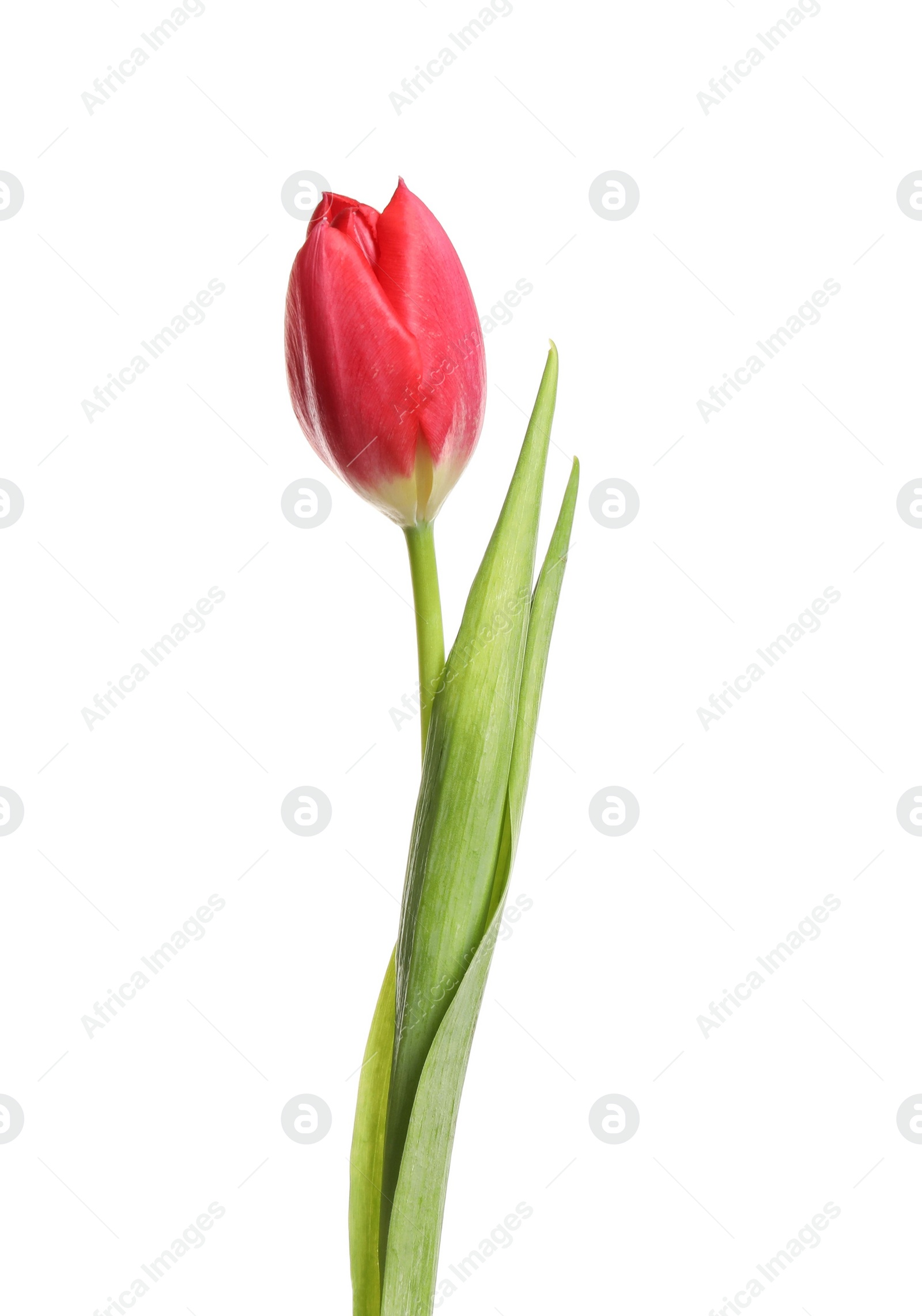 Photo of Beautiful tender spring tulip isolated on white