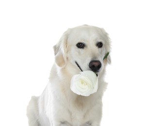 Photo of Cute Labrador Retriever with beautiful rose flower on white background