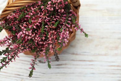 Heather branches with beautiful flowers in wicker basket on white wooden table, top view. Space for text