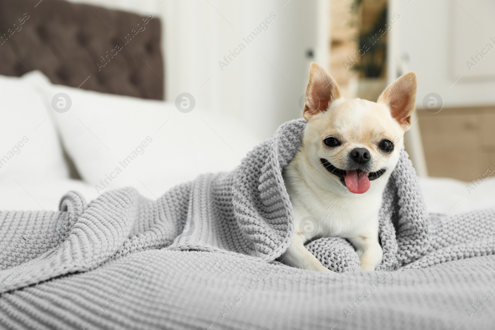 Photo of Adorable Toy Terrier wrapped in light blue knitted blanket on bed. Domestic dog