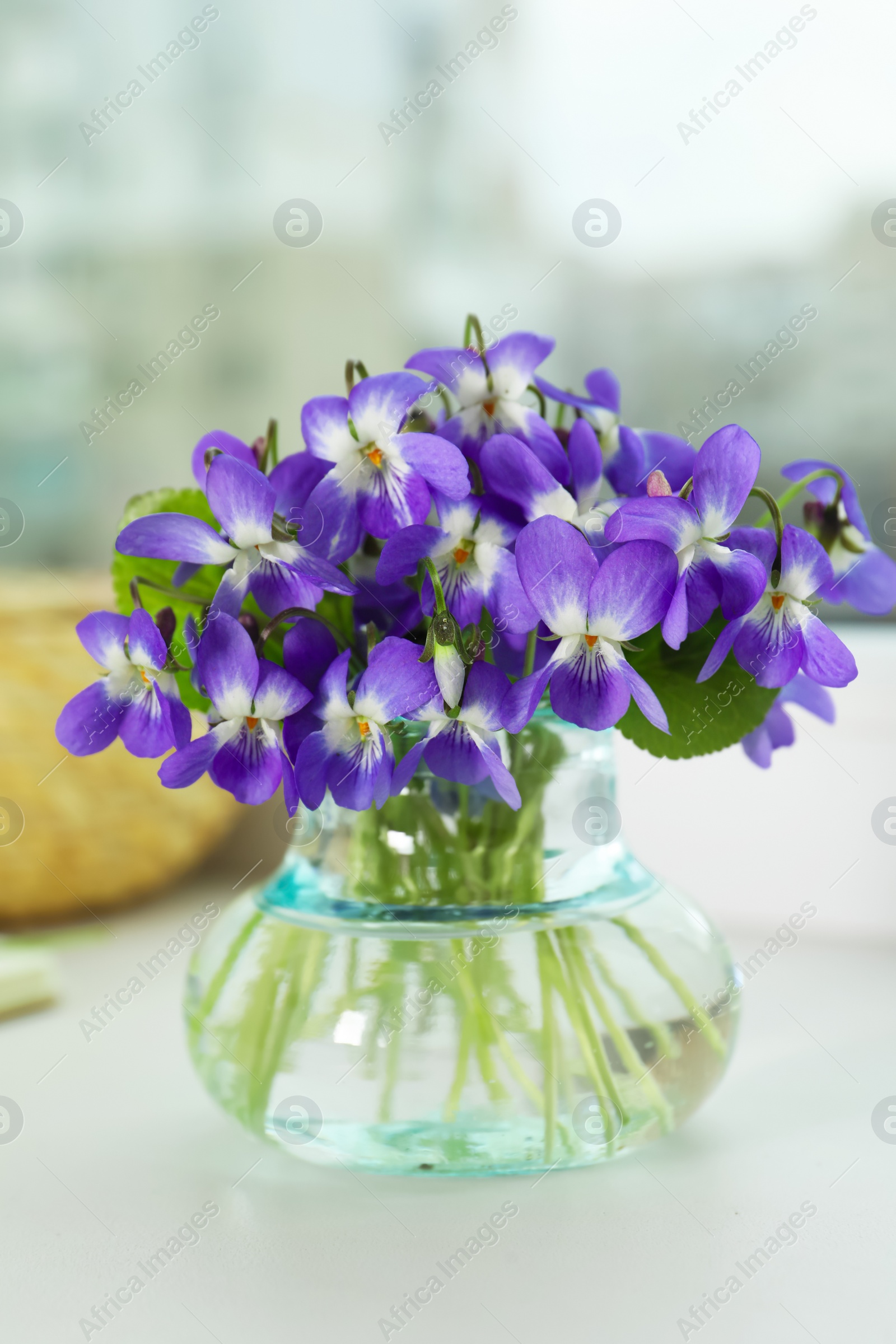 Photo of Beautiful wood violets in glass vase on window sill indoors. Spring flowers