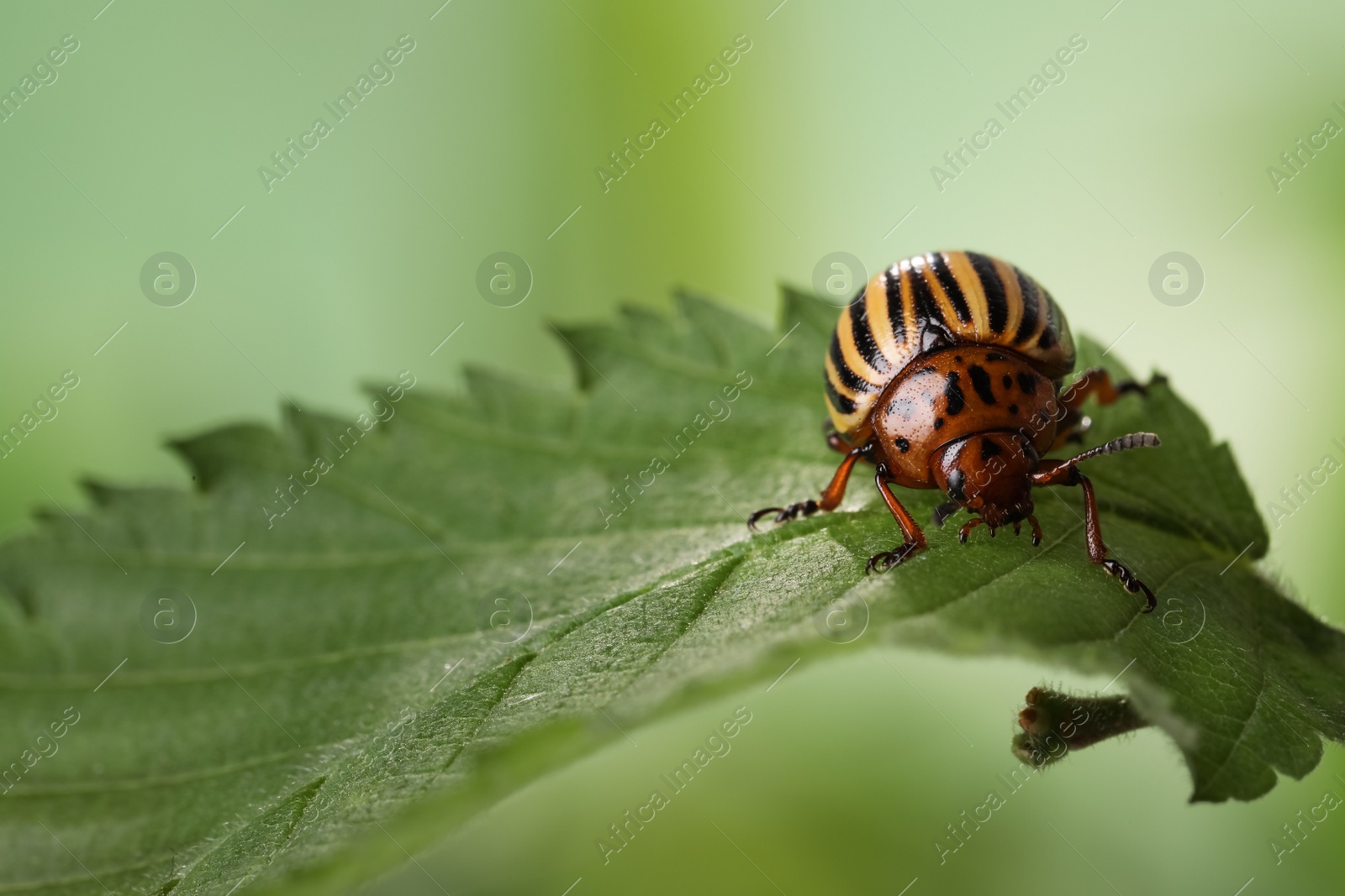 Photo of Colorado potato beetle on green leaf against blurred background, closeup. Space for text