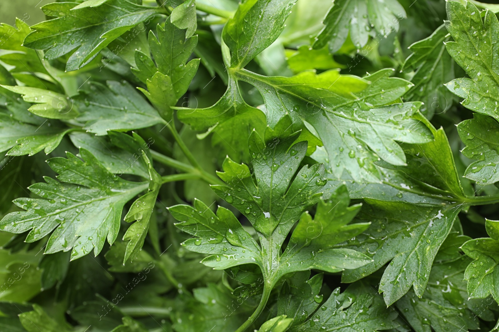 Photo of Fresh green organic parsley as background, closeup