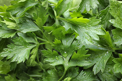 Fresh green organic parsley as background, closeup