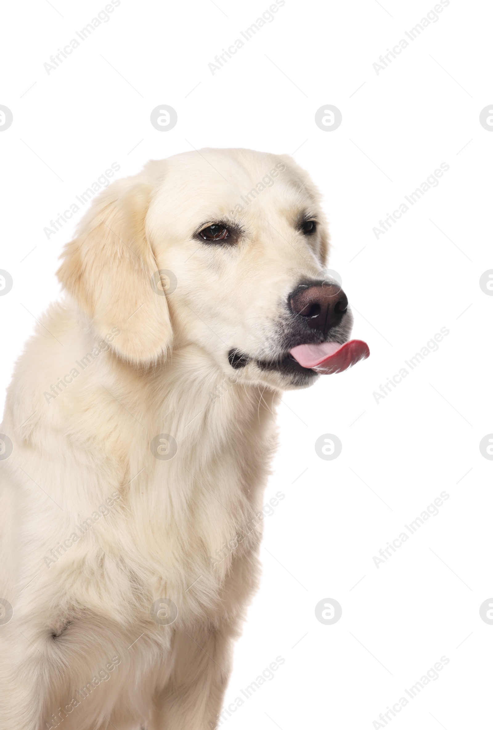 Photo of Cute Labrador Retriever showing tongue on white background