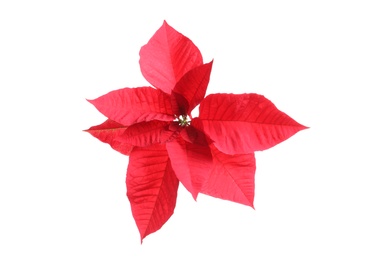 Beautiful poinsettia on white background. Traditional Christmas flower