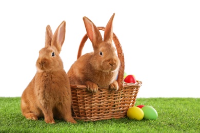 Cute bunnies and Easter eggs on green grass against white background