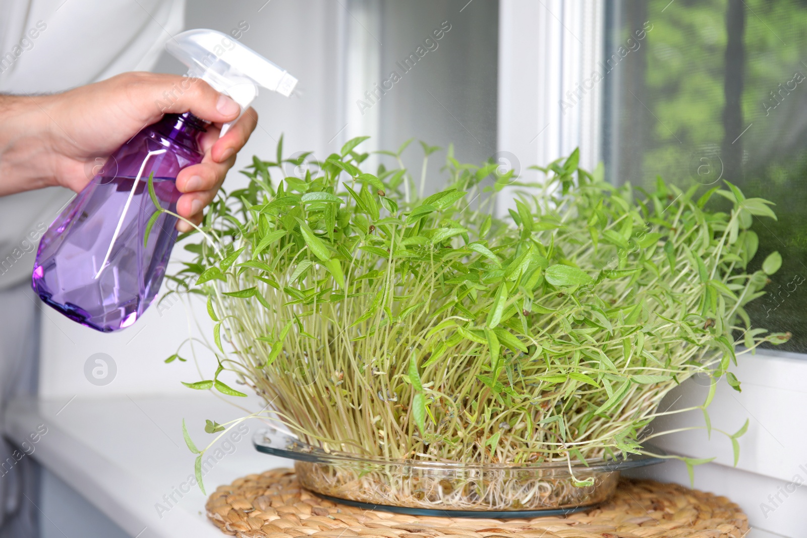 Photo of Man spraying mung bean sprouts with water indoors, closeup