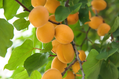 Delicious ripe apricots on tree outdoors, closeup