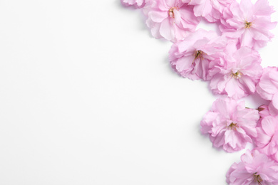 Photo of Beautiful sakura blossom on white background, space for text. Japanese cherry