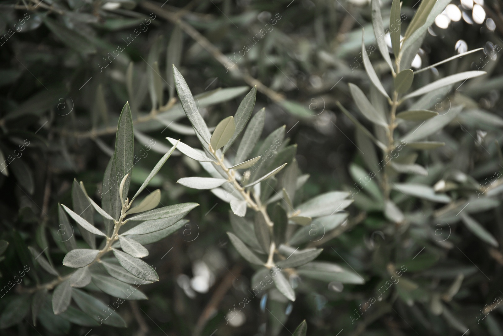 Photo of Closeup view of beautiful olive tree with green leaves outdoors