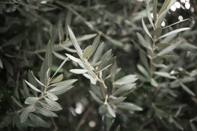 Photo of Closeup view of beautiful olive tree with green leaves outdoors