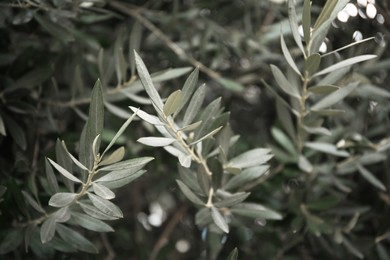 Closeup view of beautiful olive tree with green leaves outdoors