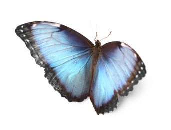 Beautiful Blue Morpho butterfly on white background