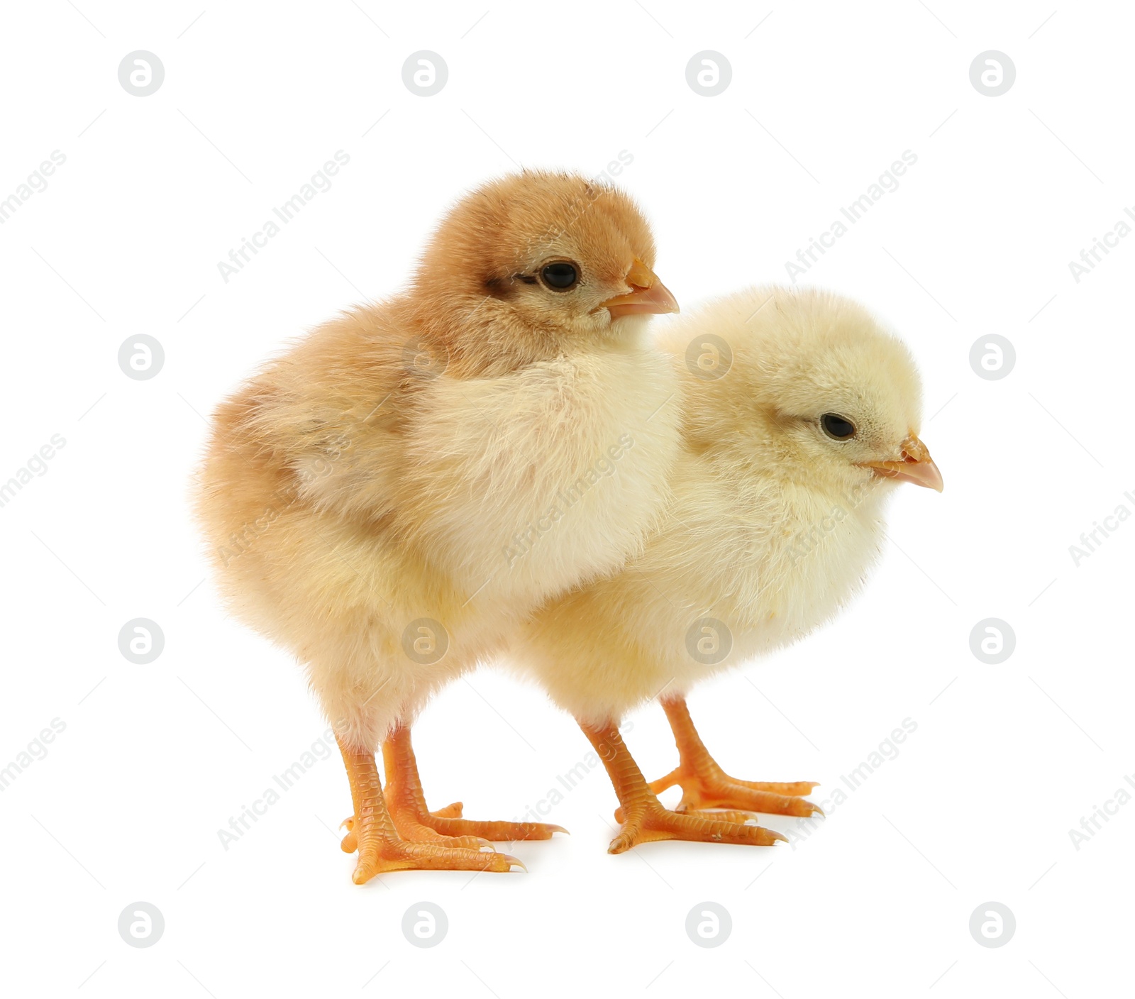 Photo of Cute chicks isolated on white. Baby animals