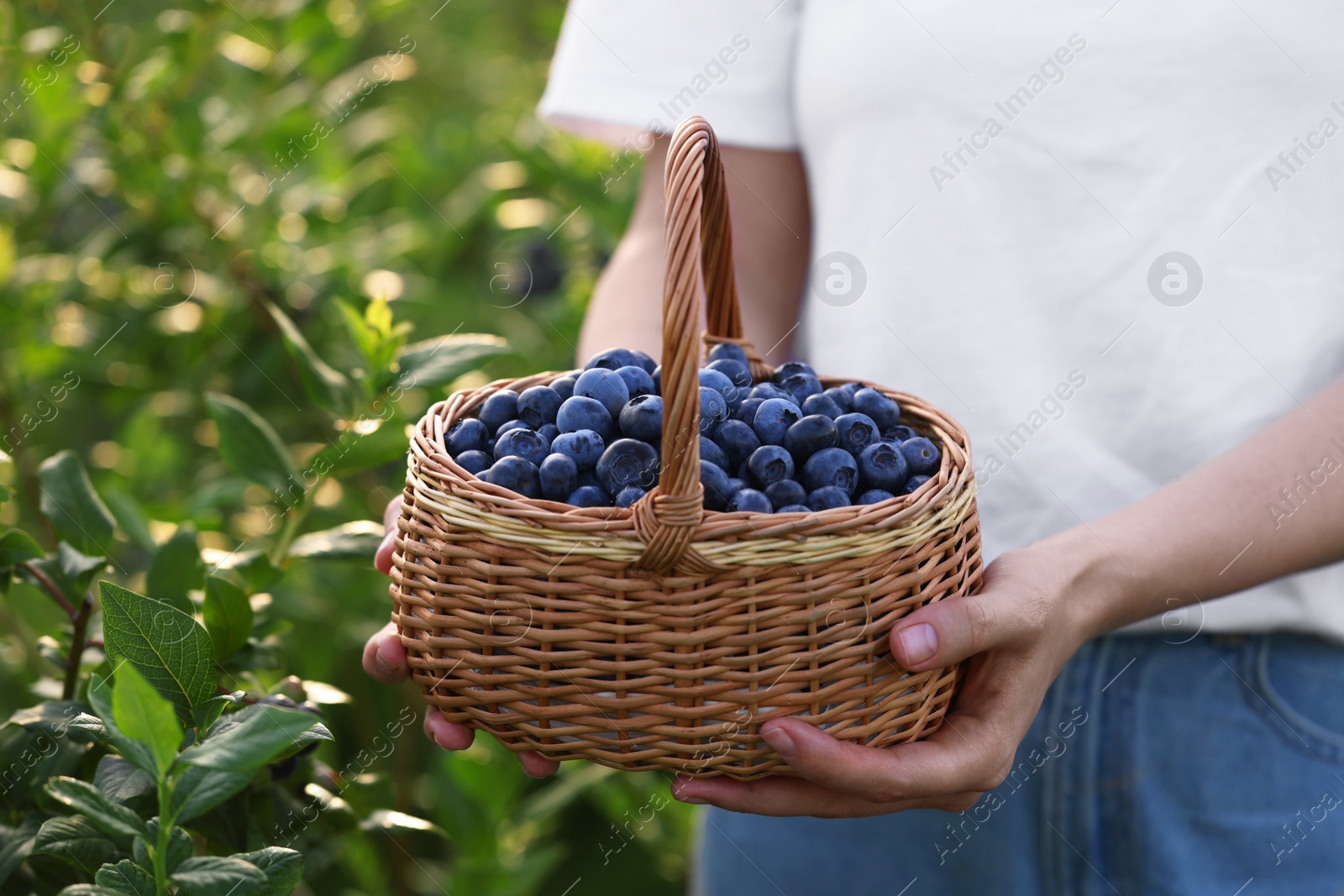 Photo of Woman with wicker basket of fresh blueberries outdoors, closeup. Seasonal berries