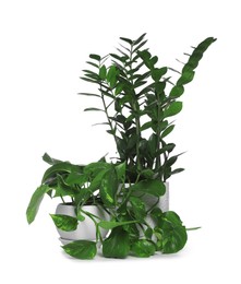 Different beautiful houseplants in pots on white background