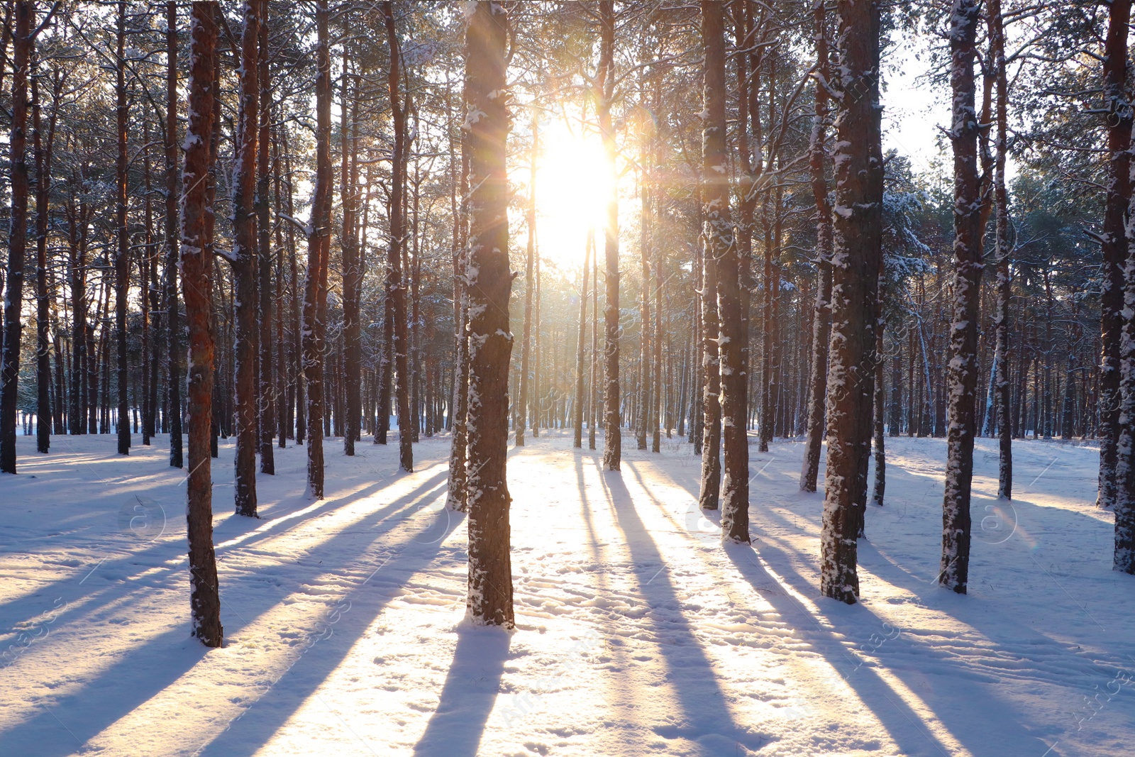 Photo of Picturesque view of snowy pine forest in winter morning