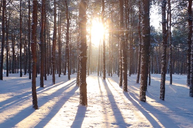 Photo of Picturesque view of snowy pine forest in winter morning