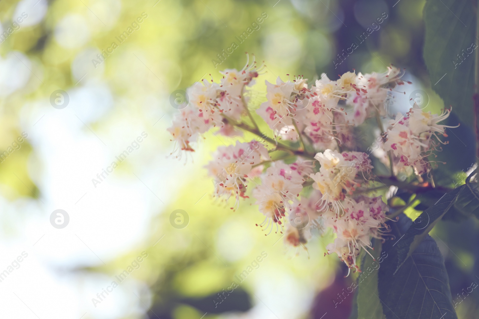 Photo of Closeup view of blossoming chestnut tree outdoors on sunny spring day