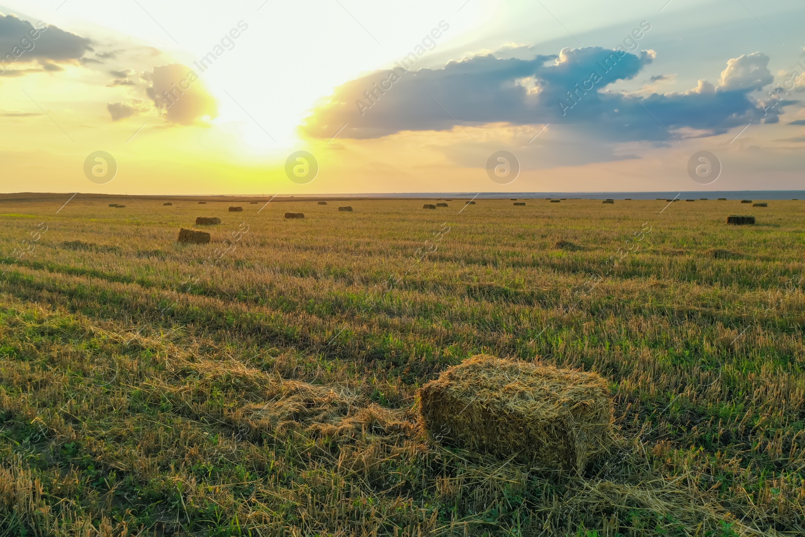 Photo of Hay block on mowed field on sunny day. Agricultural industry