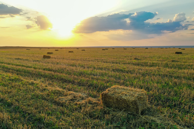 Photo of Hay block on mowed field on sunny day. Agricultural industry