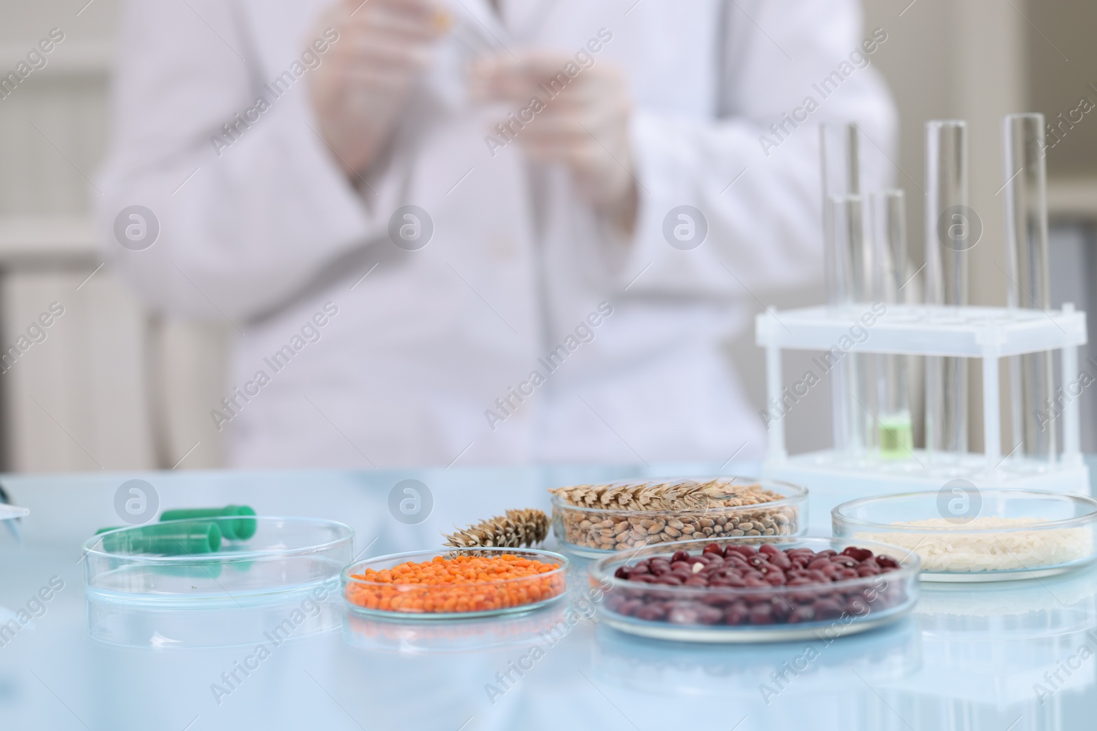 Photo of Quality control. Food inspector working in laboratory, focus on petri dishes with different products