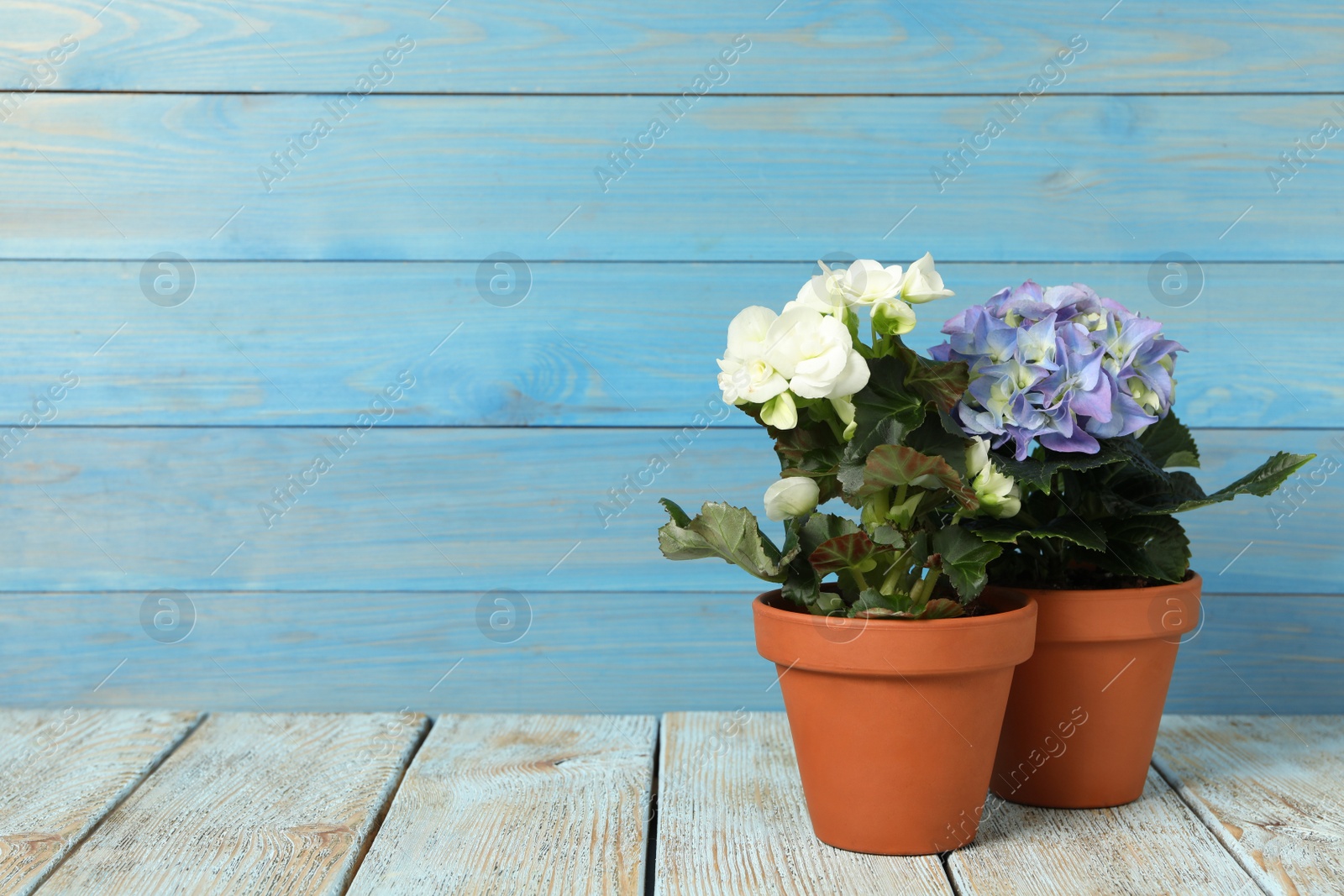 Photo of Different beautiful blooming plants in flower pots on white wooden table, space for text