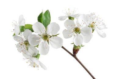 Photo of Spring branch with beautiful blossoms and leaves isolated on white