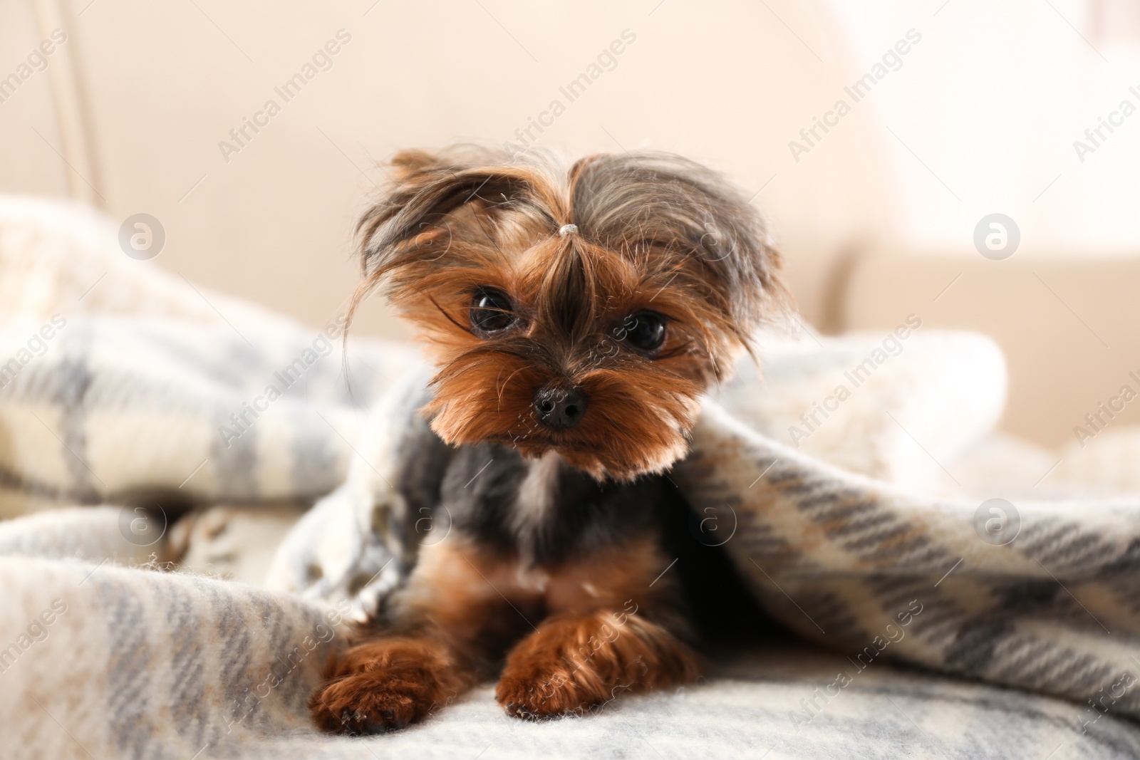 Photo of Cute Yorkshire terrier dog covered with plaid on sofa