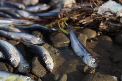 Photo of Dead fishes on stones near river, closeup. Environmental pollution concept
