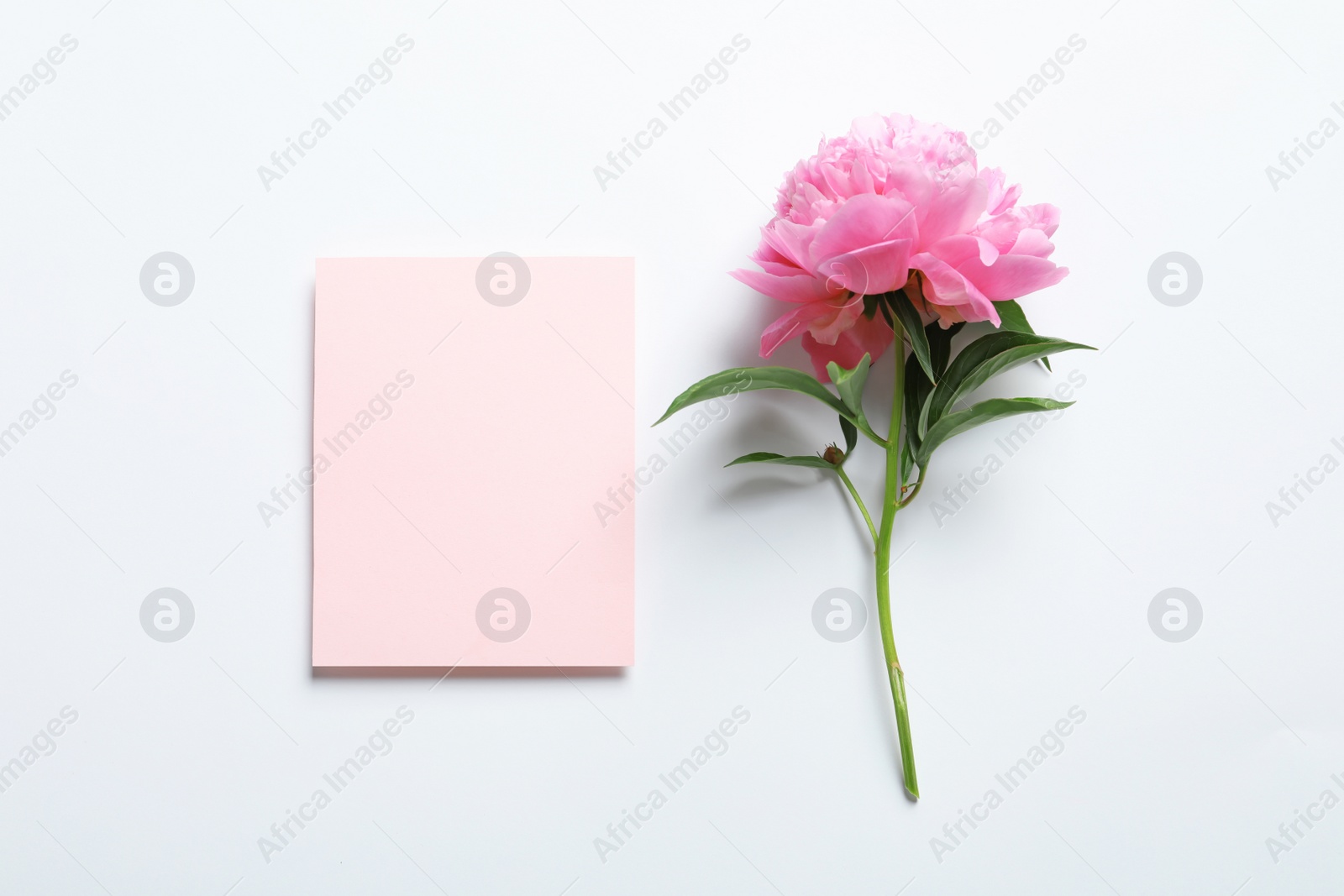 Photo of Beautiful peony flower and blank card on white background