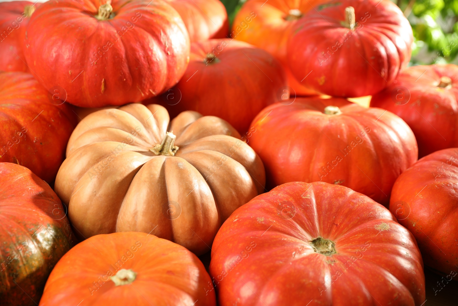 Photo of Many ripe orange pumpkins as background, closeup