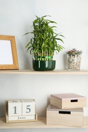 Photo of Shelves with green lucky bamboo in pot and decor on light wall