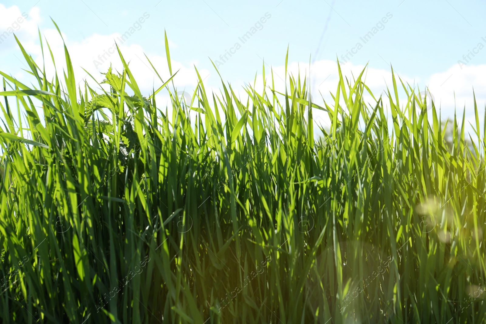 Photo of Beautiful lawn with green grass on sunny day, closeup
