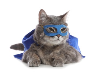 Photo of Adorable cat in blue superhero cape and mask on white background