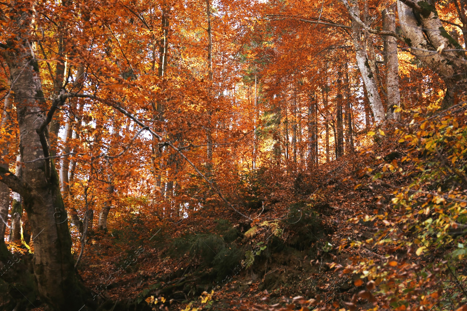 Photo of Beautiful landscape with autumn forest and fallen leaves on ground