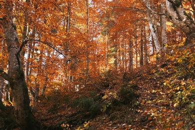 Beautiful landscape with autumn forest and fallen leaves on ground
