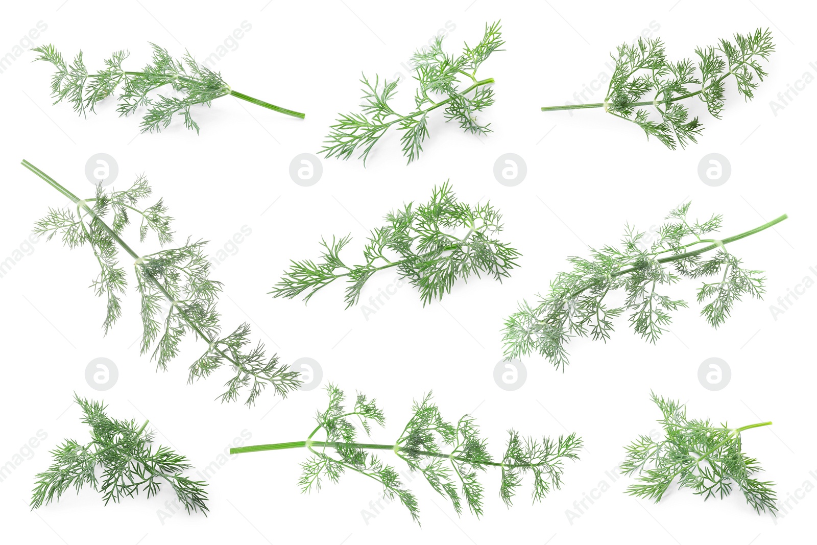 Image of Set of fresh dill isolated on white