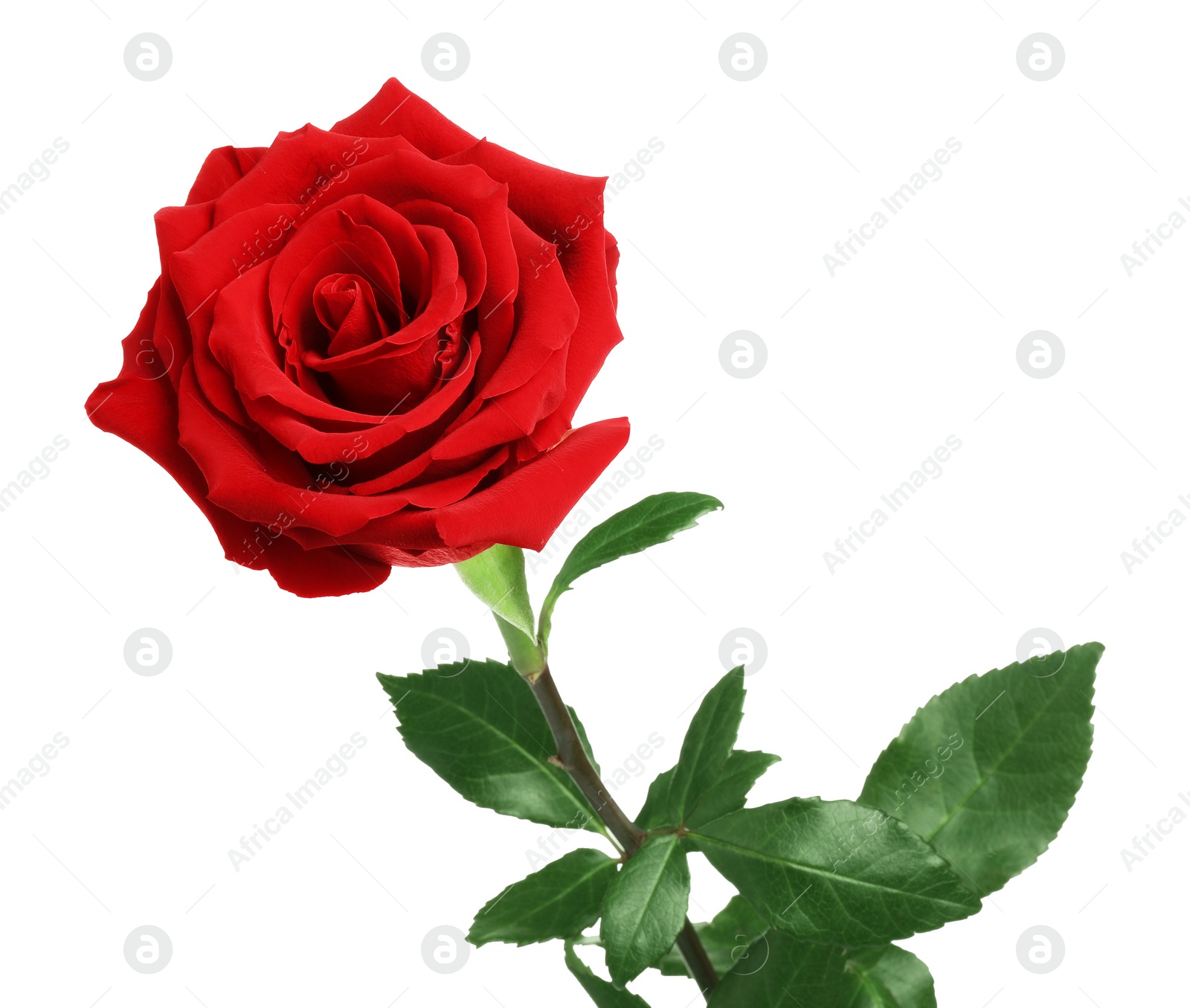 Photo of Beautiful fresh red rose isolated on white