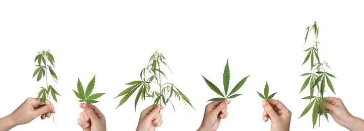 Image of Collage with photos of women with hemp leaves on white background, closeup. Banner design
