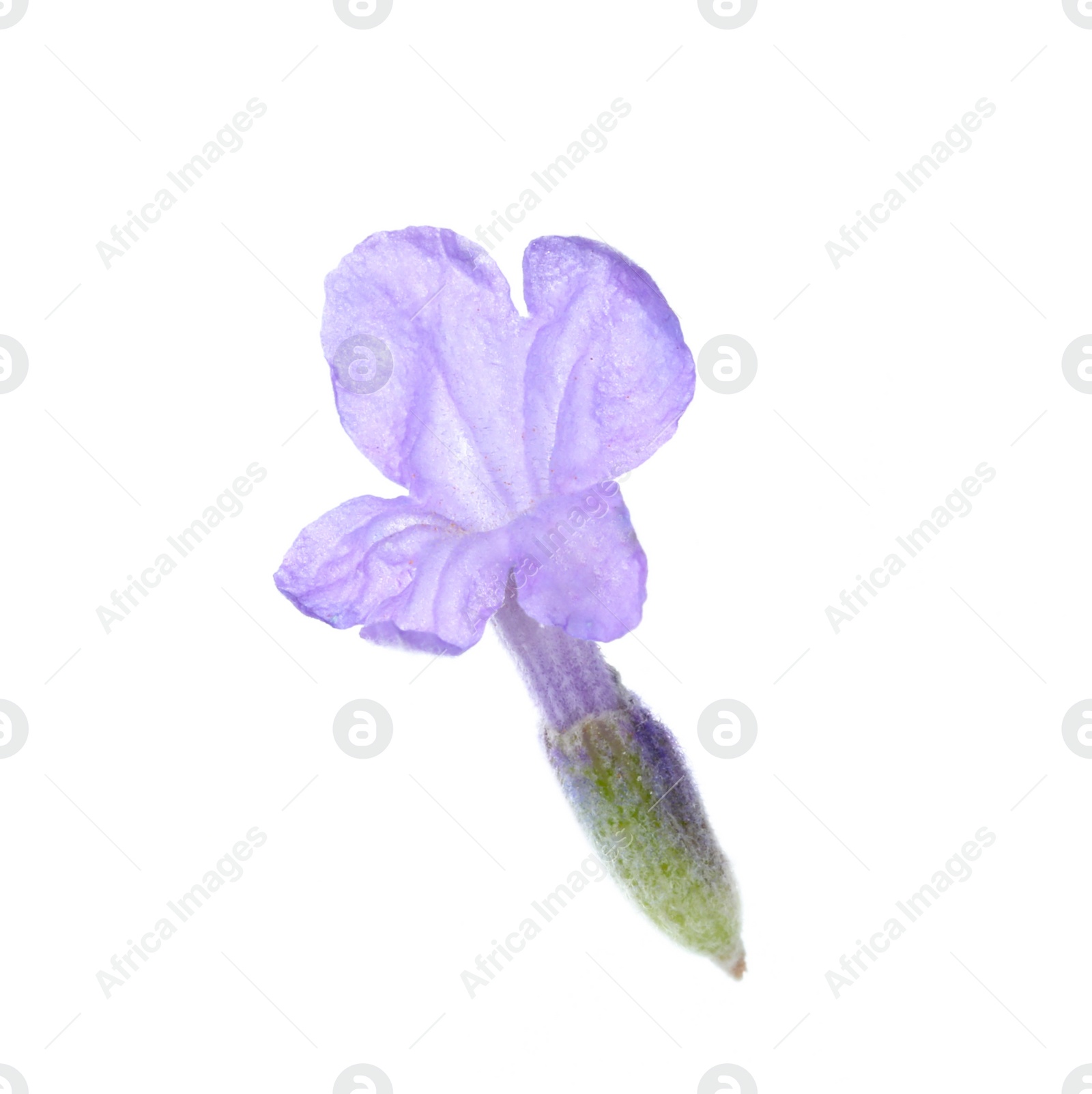 Photo of Beautiful aromatic lavender flower isolated on white