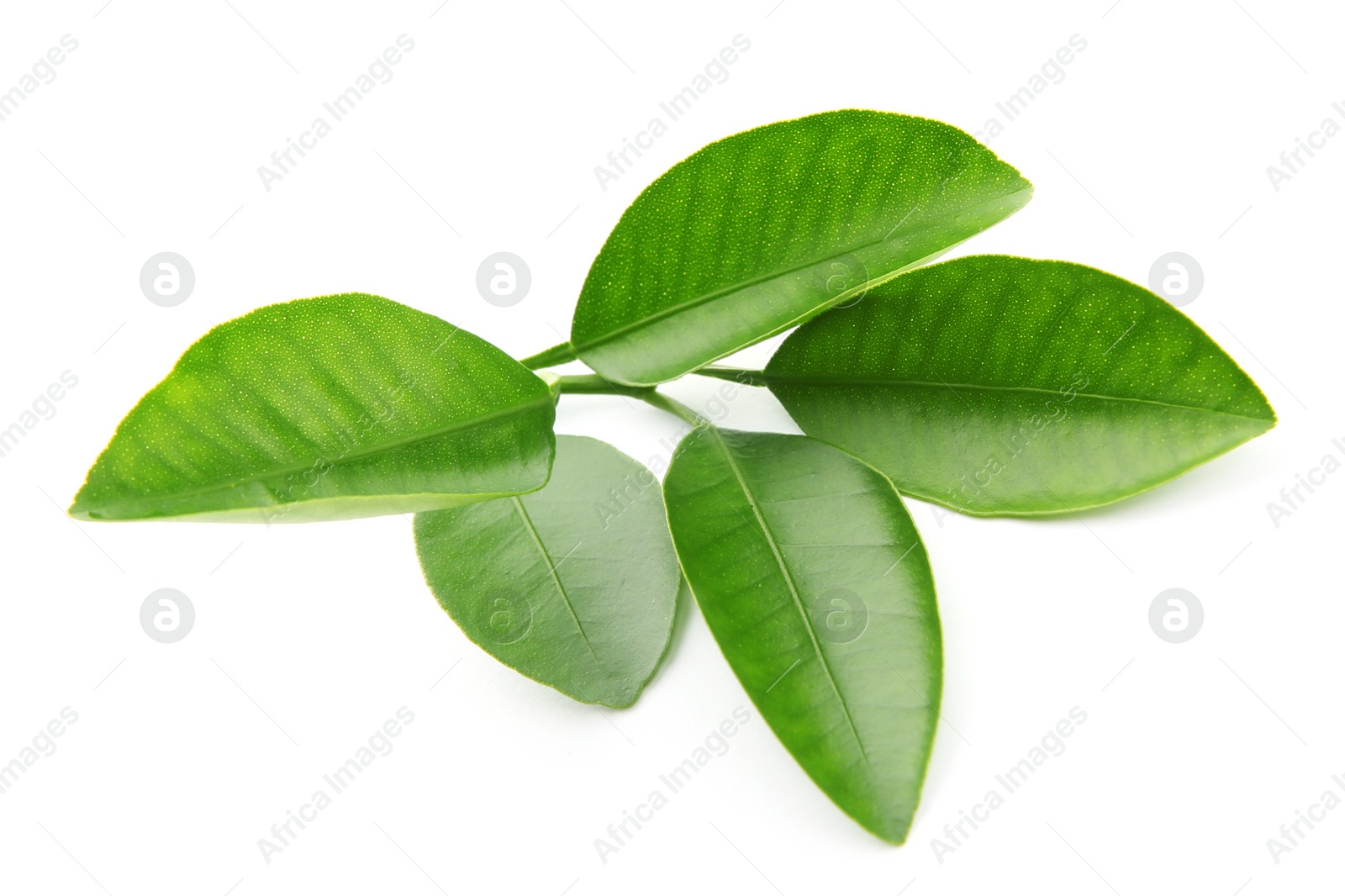 Photo of Branch of citrus leaves isolated on white